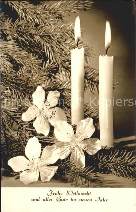 Weihnachten Neujahr Christrose Schneerose Kerzen