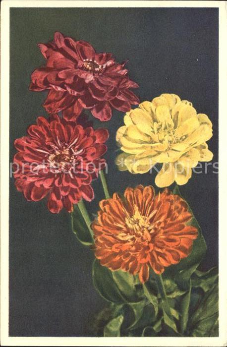 Blumen Zinnias