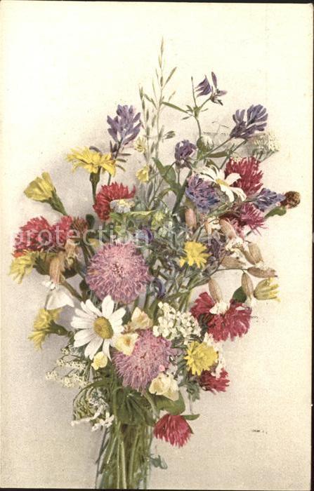 Blumen Kleeblumen Margeriten Huflattich