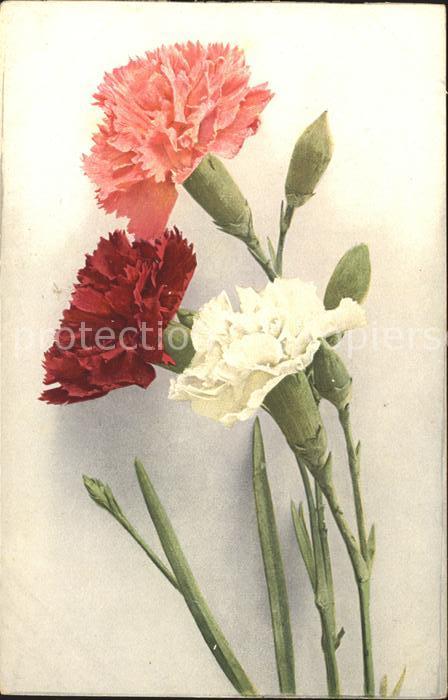 Blumen Nelken