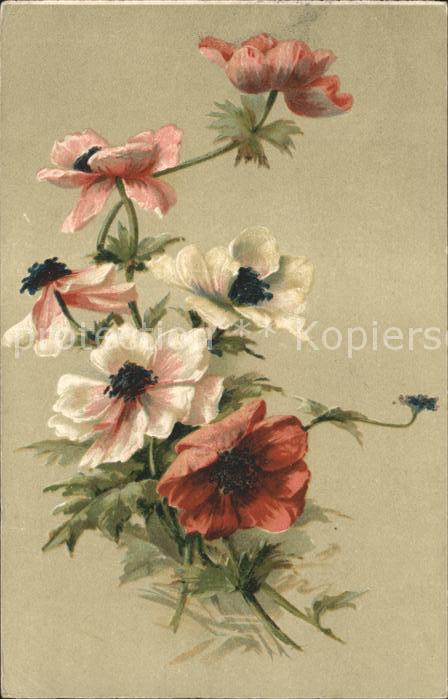 Blumen Anemonen
