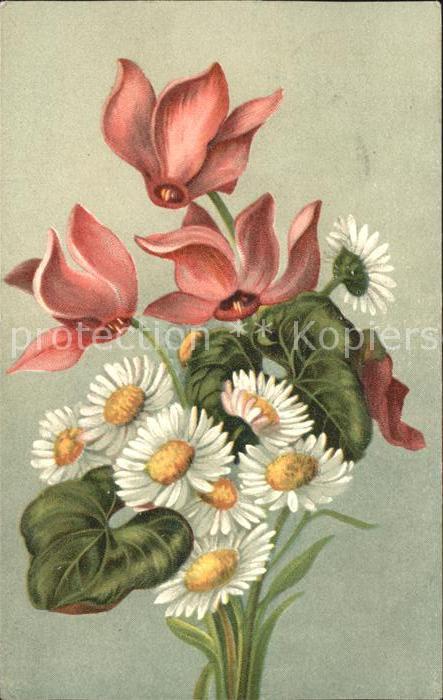 Blumen Alpenveilchen Gänseblümchen