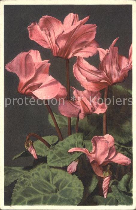 Blumen Cyclamen Ciclamino