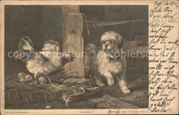 Hunde Huhn Eier Shuh