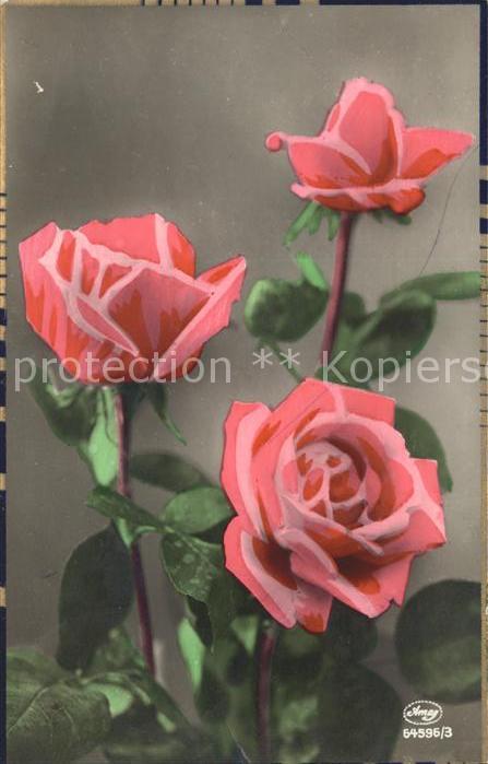 Rosen Foto-Amag-Nr. 64596/3