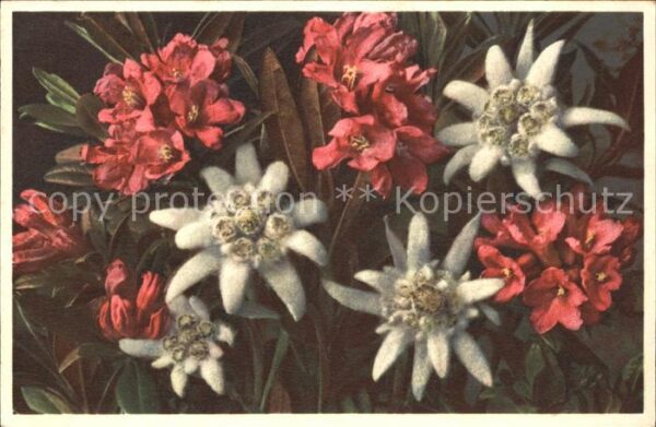 Edelweiss Rostblätterige Alpenrose