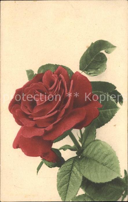 Rosen