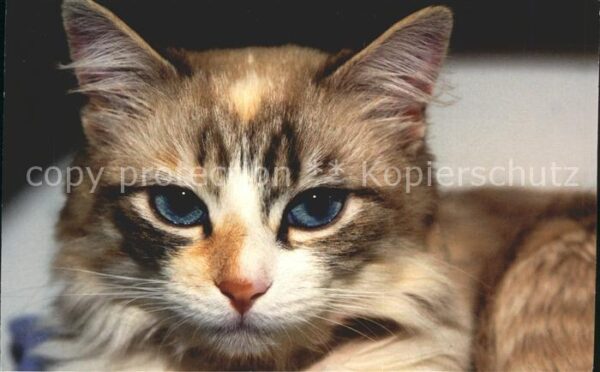 Katzen