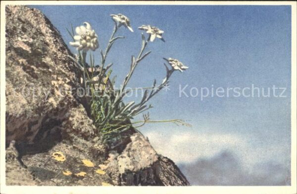 Edelweiss Leontopodium alpinum