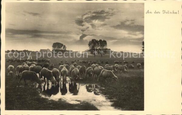 Foto PH Nr. 112 Schafe Tränke