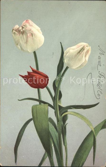 Blumen Tulpen