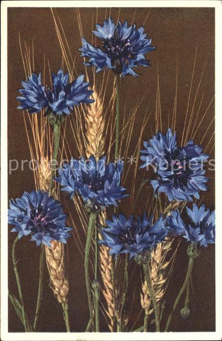 Blumen Kornblume Centaurea cyanus