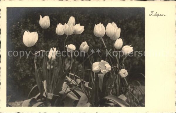 Blumen Tulpen
