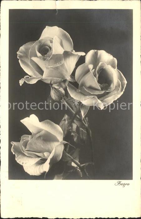 Rosen Begro-Foto-Nr-9568