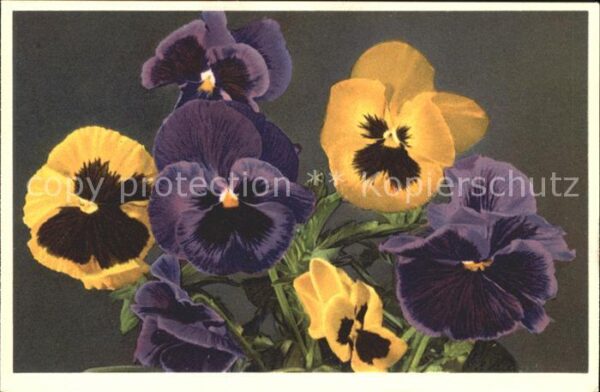 Blumen Stiefmütterchen Viola tricolor