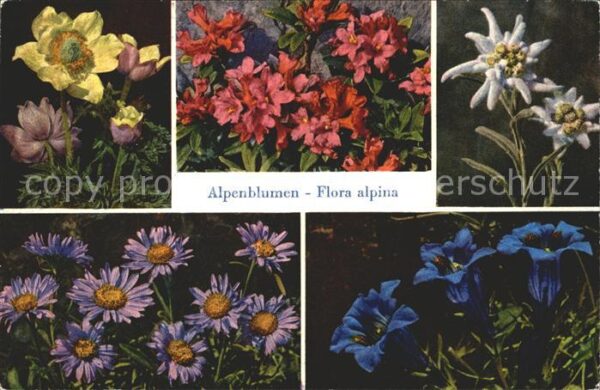Edelweiss Anemone alpina Enzian Alpenrosen Aster