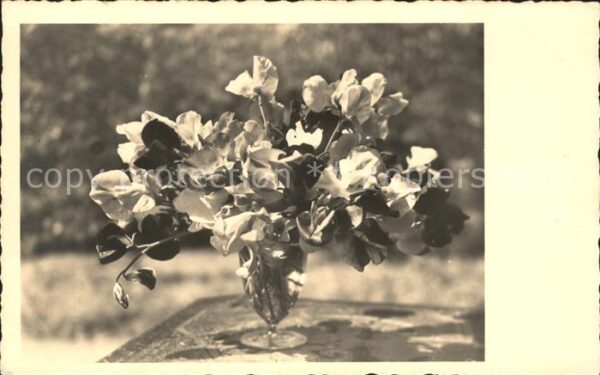Blumen Edelwicken