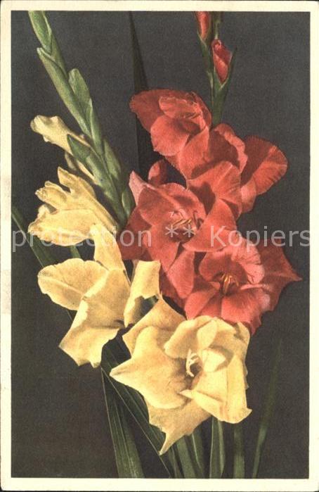 Blumen Gladiolus Gladiolen