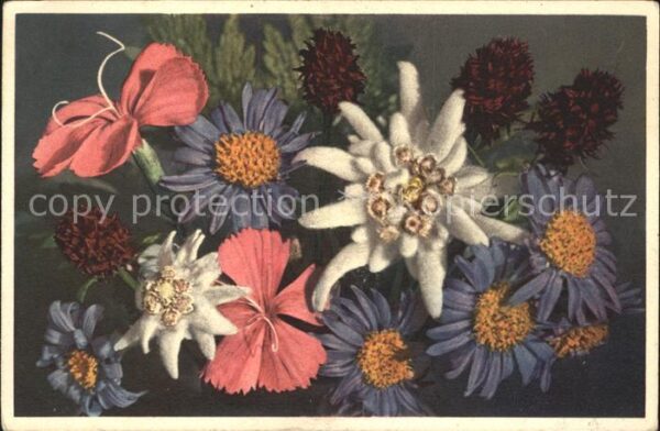 Edelweiss Stein-Nelke Aster Schwarzes Kohlröschen