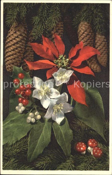 Tannenzapfen Christrose Weihnachtsstern Vogelbeere