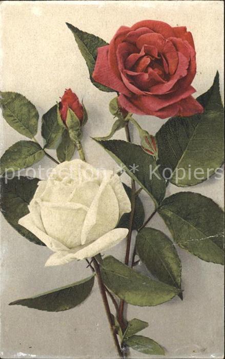 Rosen