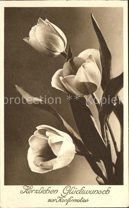 Konfirmation Tulpen