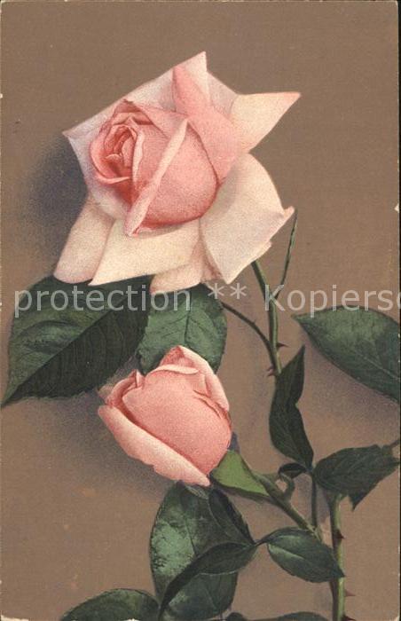 Rosen