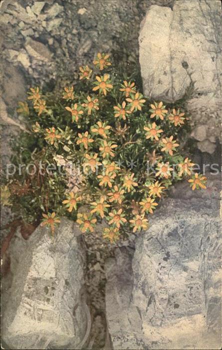 Blumen Immergrüner Steinbrech