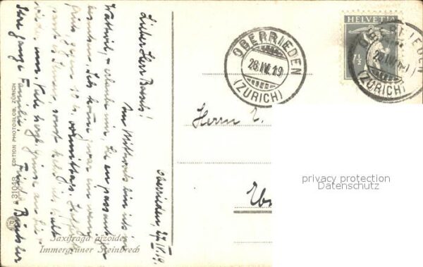 Blumen Immergrüner Steinbrech – Bild 2