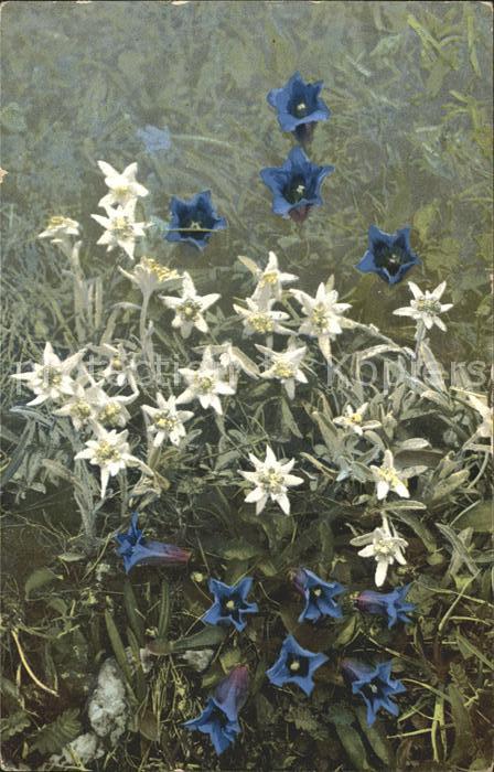 Verlag Photochromie Nr. 507 Leontopodium alpinum Gentiana acaul