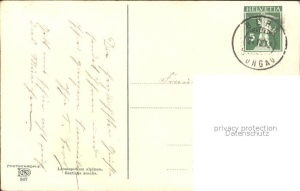 Verlag Photochromie Nr. 507 Leontopodium alpinum Gentiana acaul – Bild 2