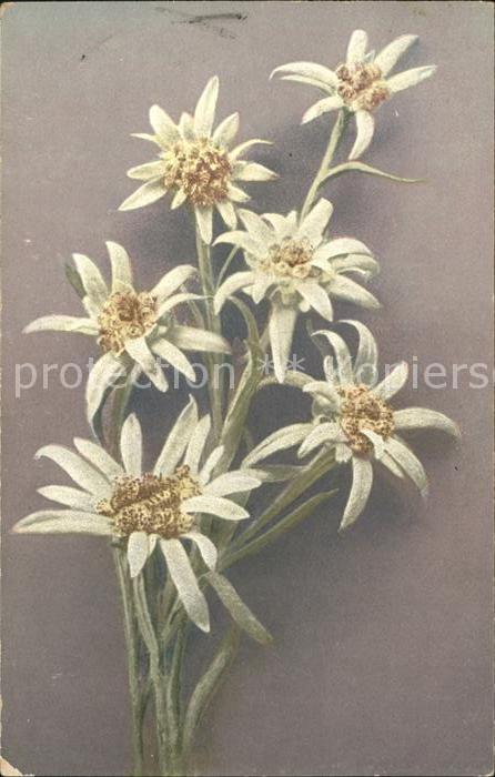 Edelweiss