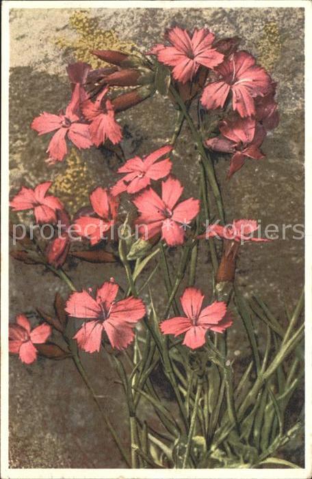 Blumen Karthäuser Nelke Dianthus Carthusianoru
