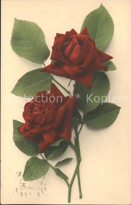 Rosen