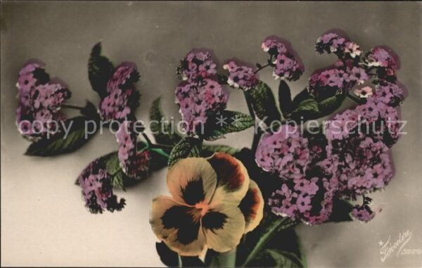 Foto Fotocelere Nr. 5228 Stiefmütterchen