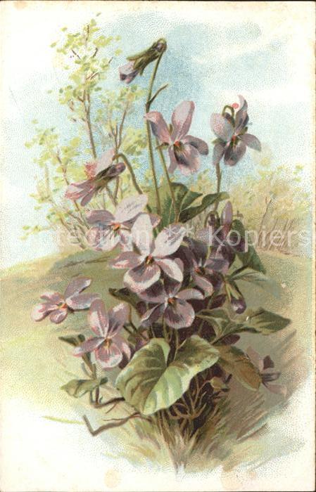 Blumen Veilchen Litho