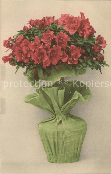 Blumen Alpenrosen