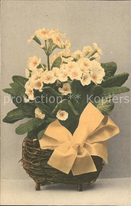 Blumen Schlüsselblumen Schleife