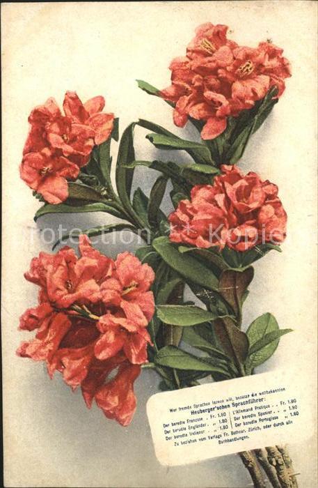 Blumen Alpenrosen Heuberger'schen Sprachführer