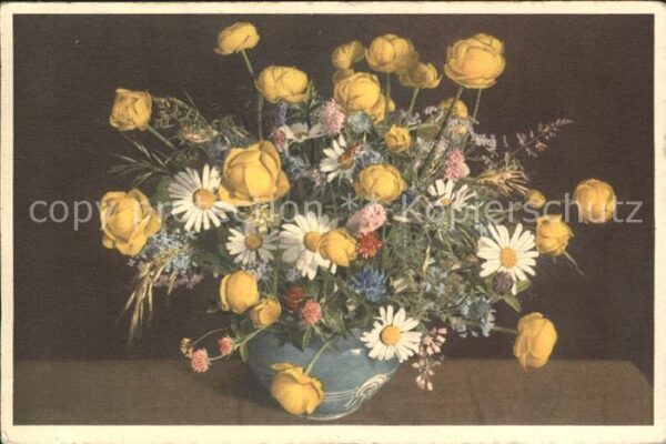 Blumen Trollblumen Margeriten