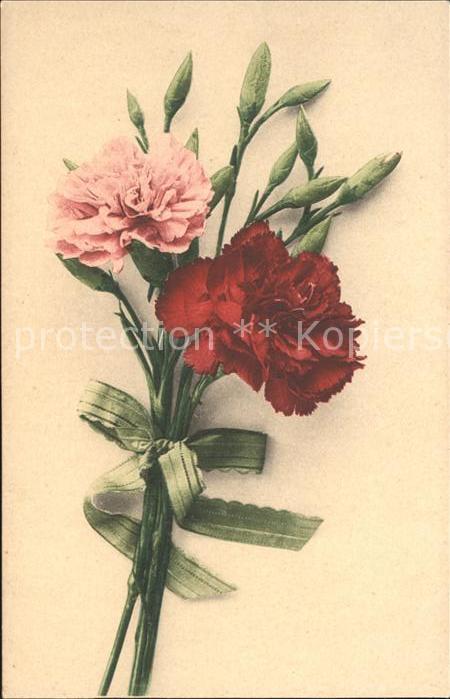 Blumen Nelken