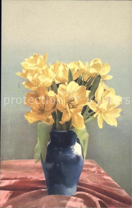 Verlag Photochromie Nr. 1442 Tulpen