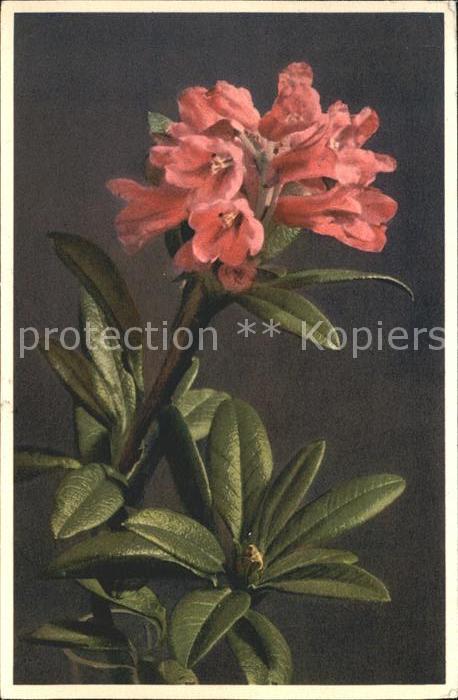Blumen Alpenrose Rhododendron ferrugineum