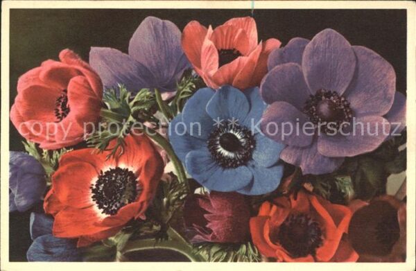 Blumen Kronen-Anemonen