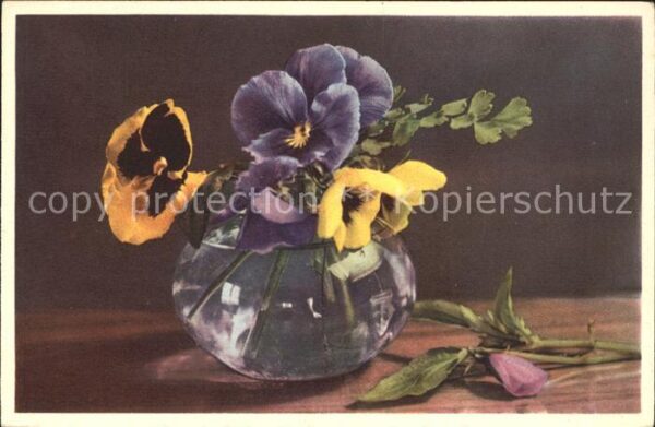 Blumen Stiefmütterchen Viola tricolor