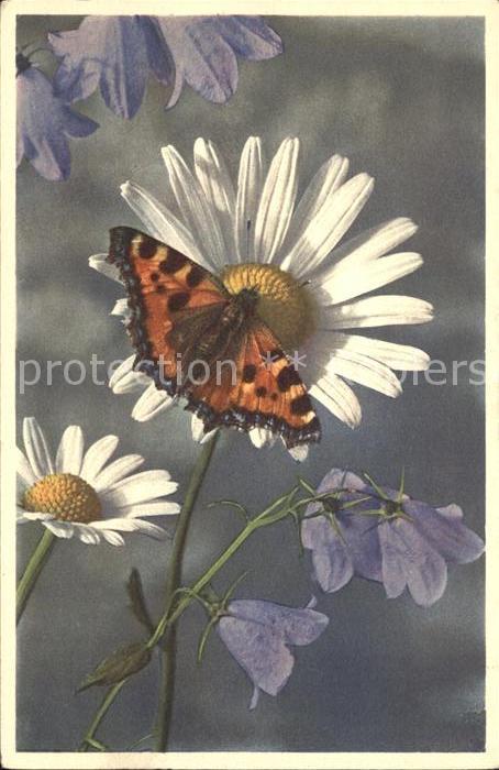 Schmetterlinge Rautenblättrige Glockenblume Wucherblum