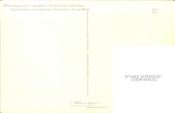 Schmetterlinge Rautenblättrige Glockenblume Wucherblum – Bild 2