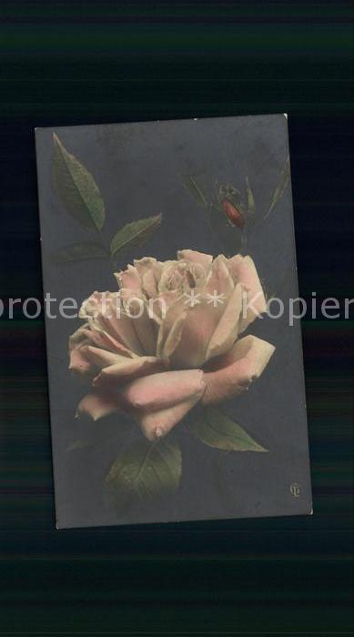 Rosen Foto-GLC