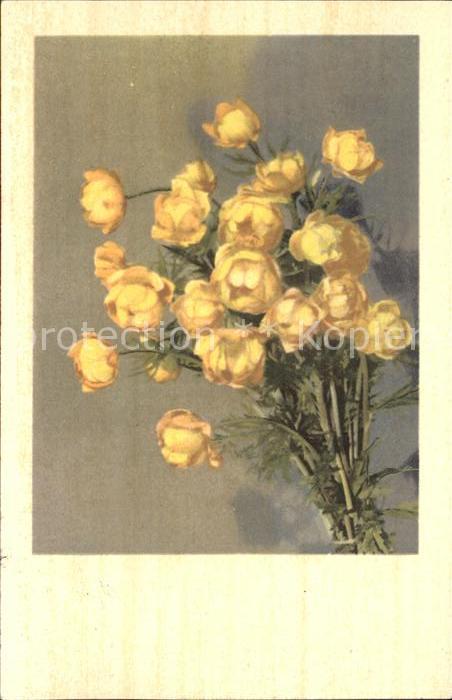 Blumen Trollblumen