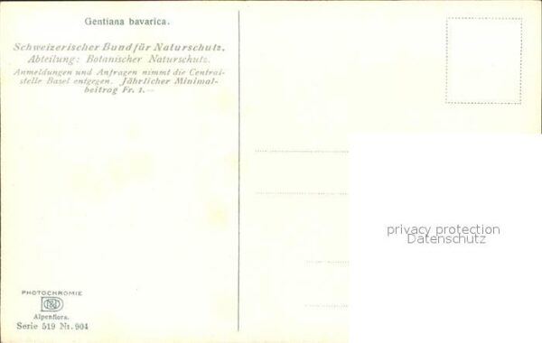 Verlag Photochromie Nr. 904 Serie 519 Gentiana bavarica Natursc – Bild 2